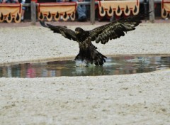 Wallpapers Animals Aigle du zoo d'Amnville