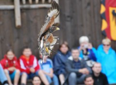 Wallpapers Animals Aigle du zoo d'Amnville