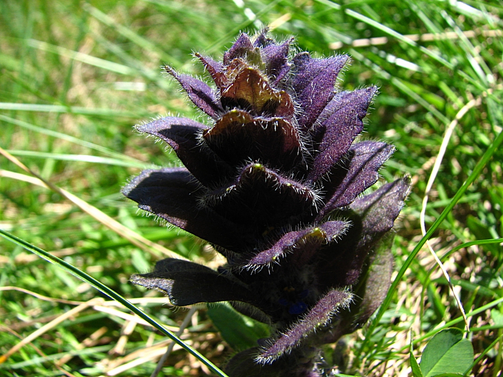 Wallpapers Nature Flowers Bugle pyramidal