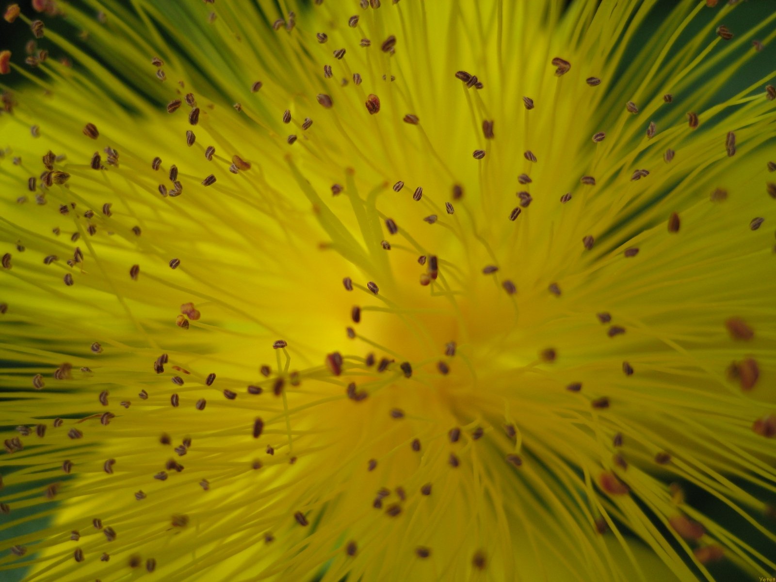 Fonds d'cran Nature Fleurs Au coeur d'un Millepertuis