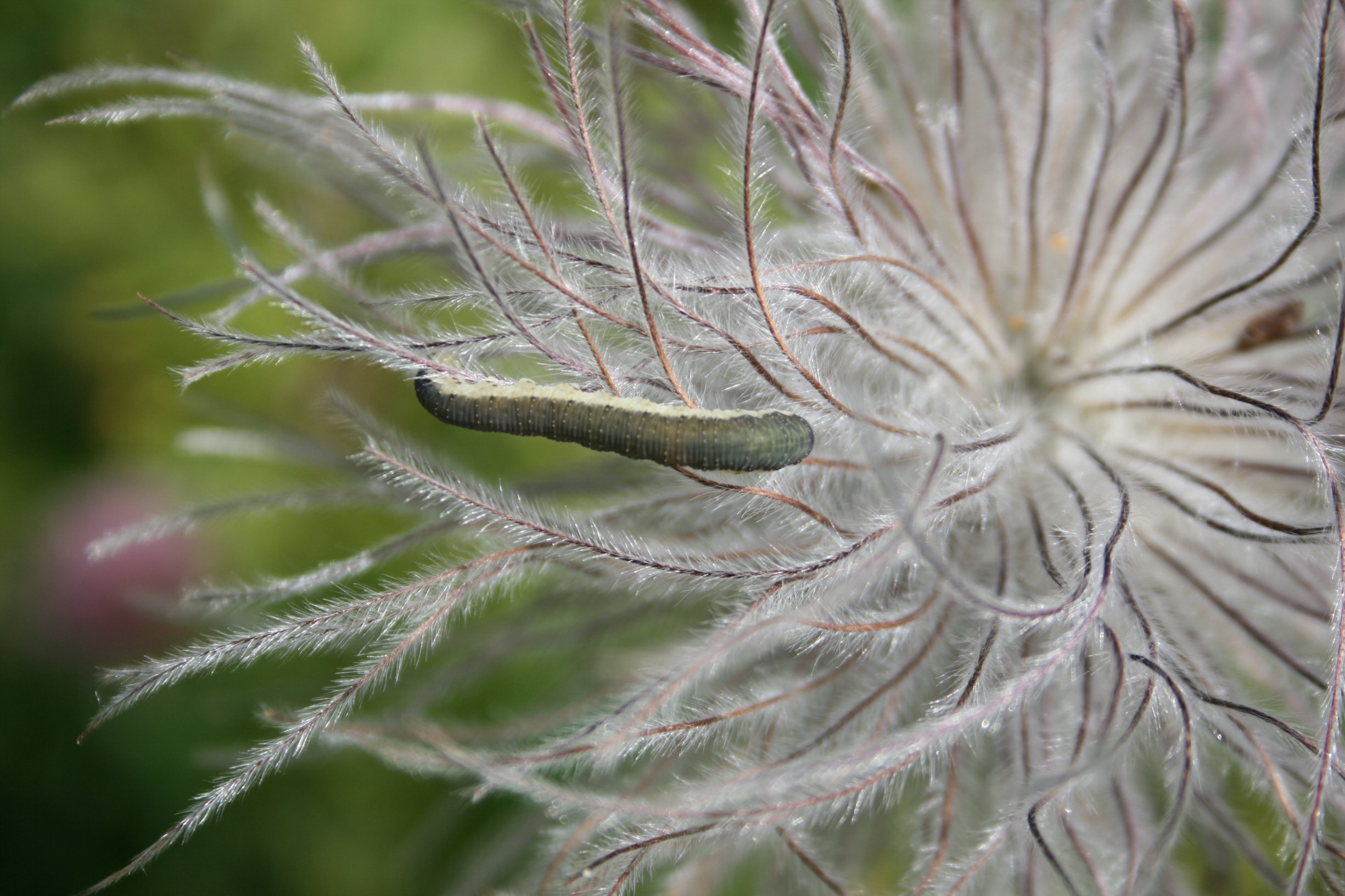 Wallpapers Animals Insects - Caterpillars Chenille