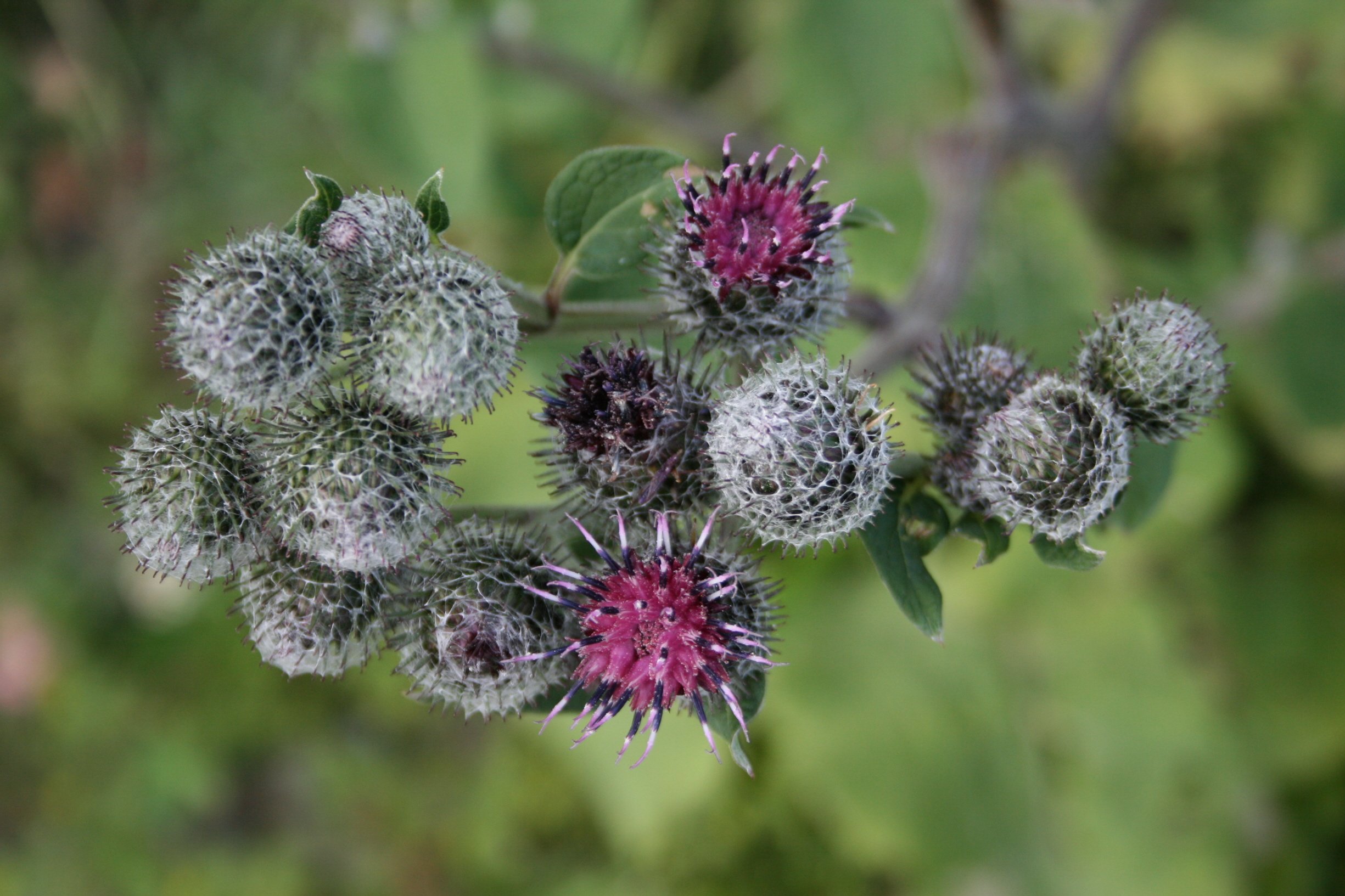 Fonds d'cran Nature Fleurs Chardons