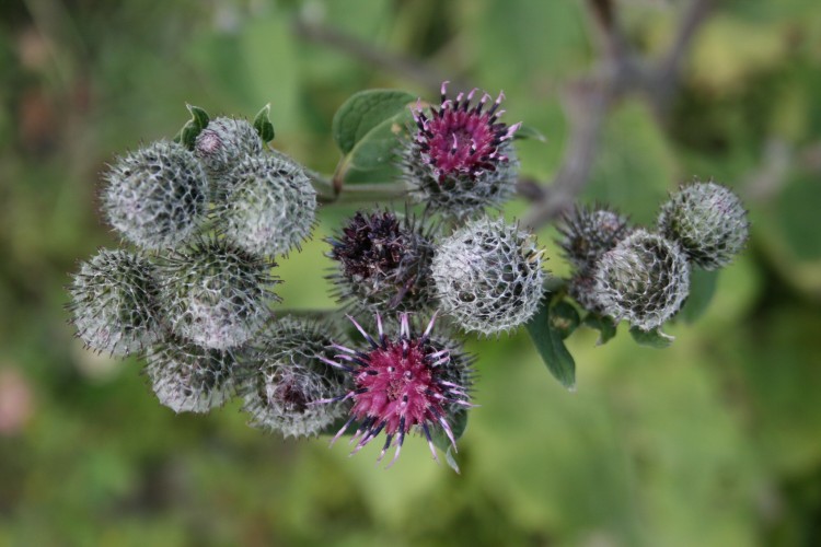 Fonds d'cran Nature Fleurs Chardons