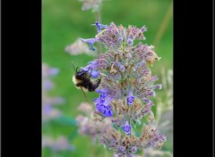 Fonds d'cran Animaux bourdon