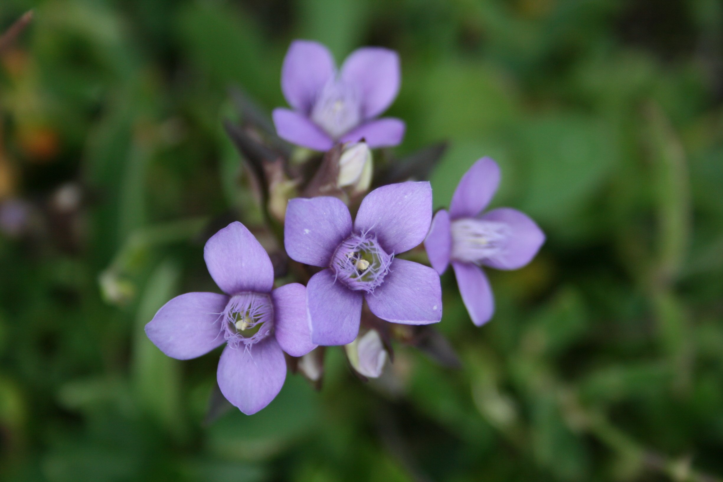 Fonds d'cran Nature Fleurs douces petites fleurs