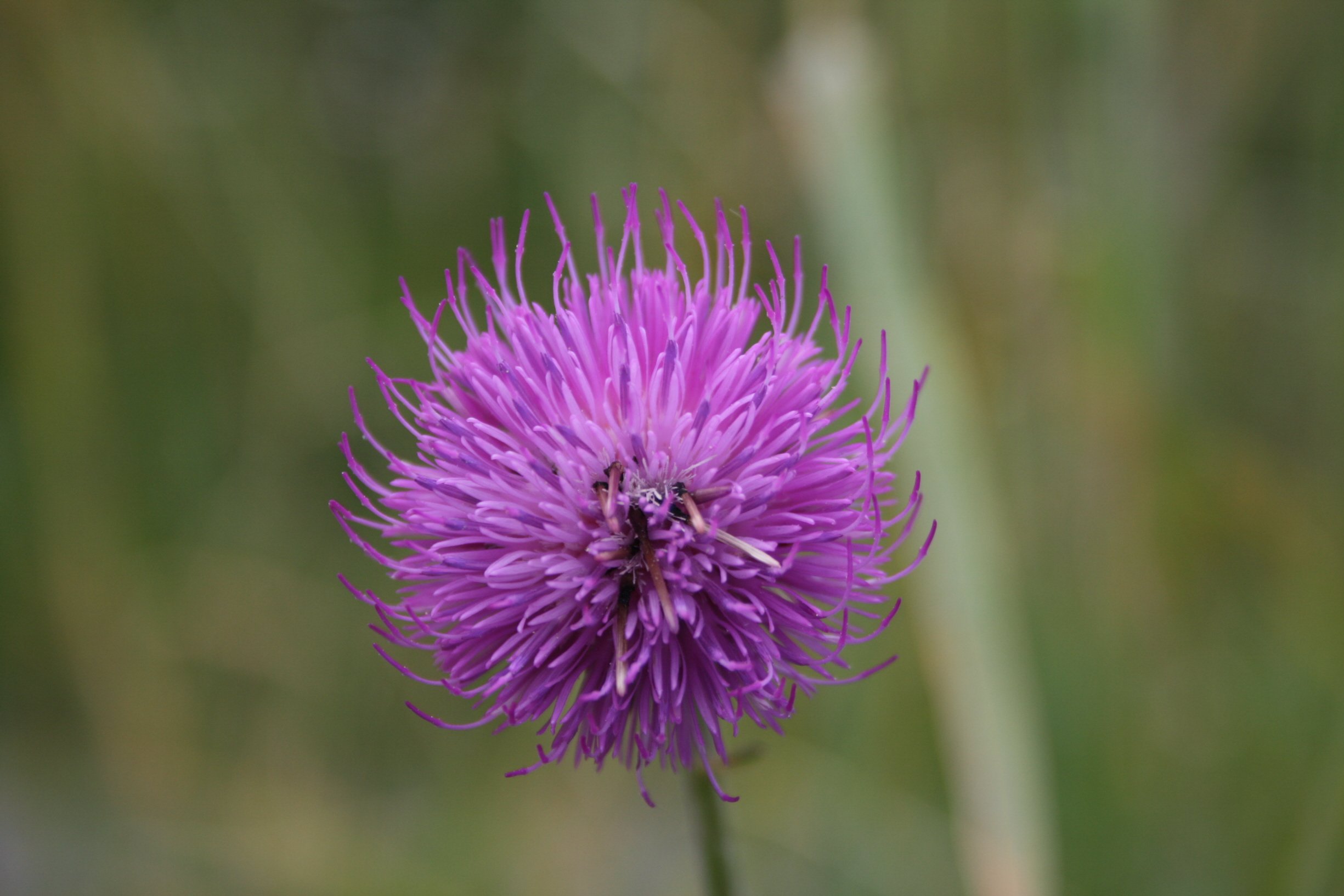 Wallpapers Nature Flowers Fleur de montagne