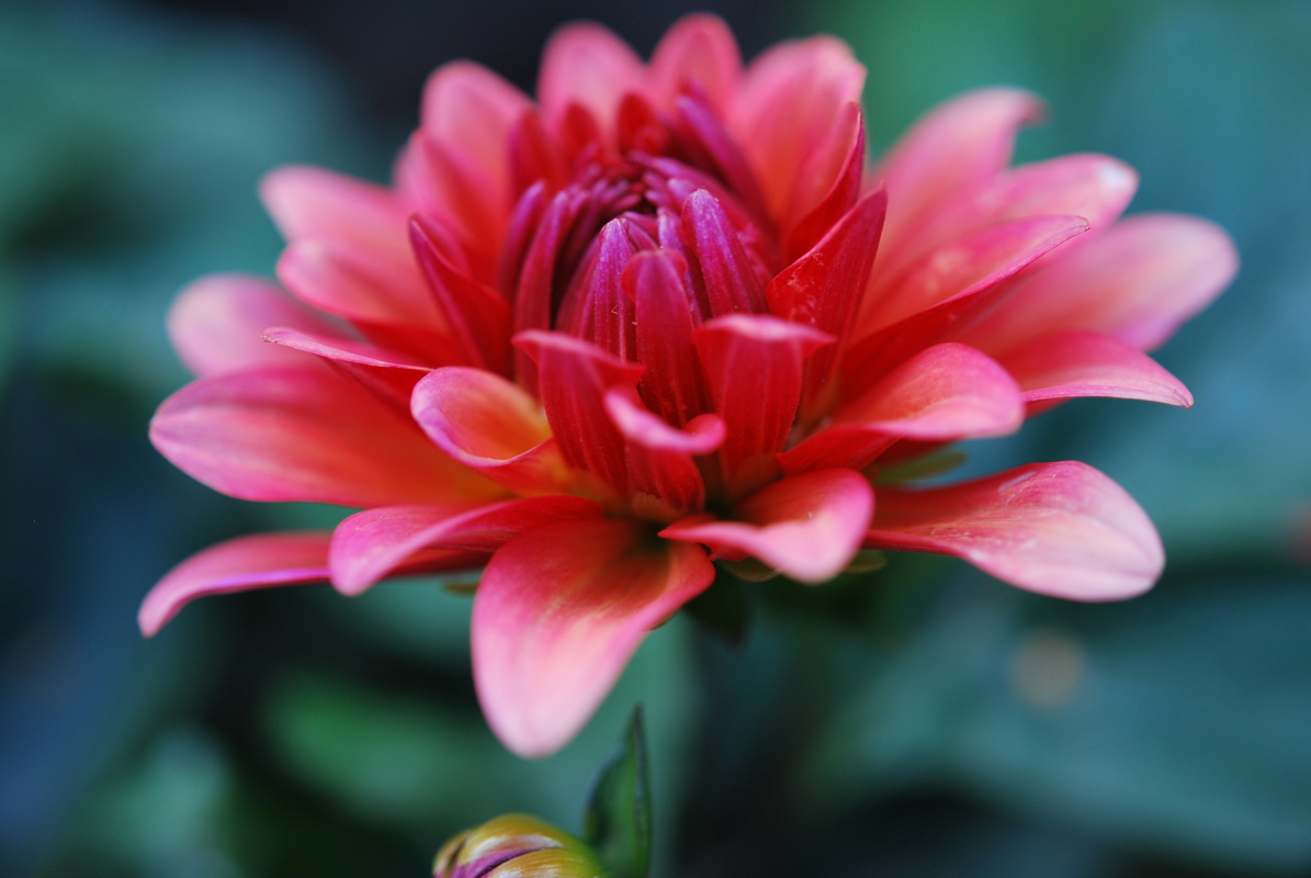 Wallpapers Nature Flowers Dahlia