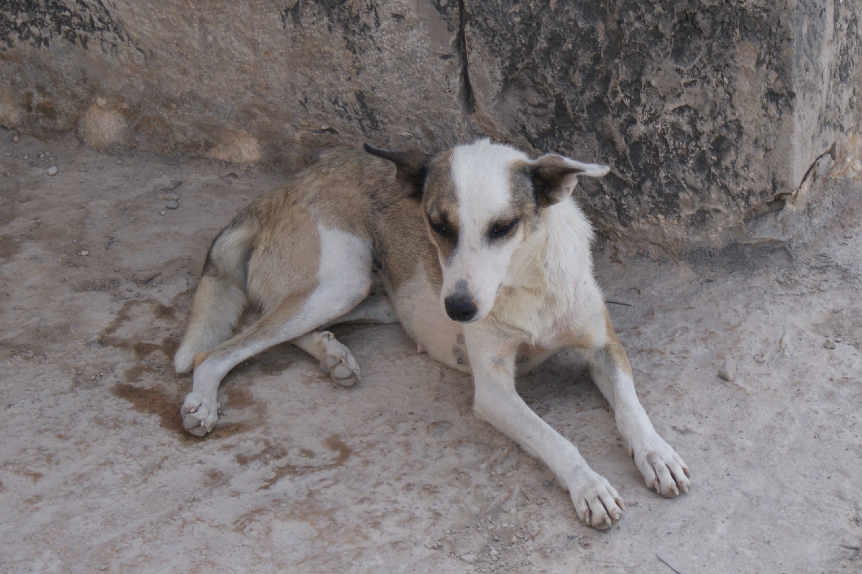 Fonds d'cran Animaux Chiens 