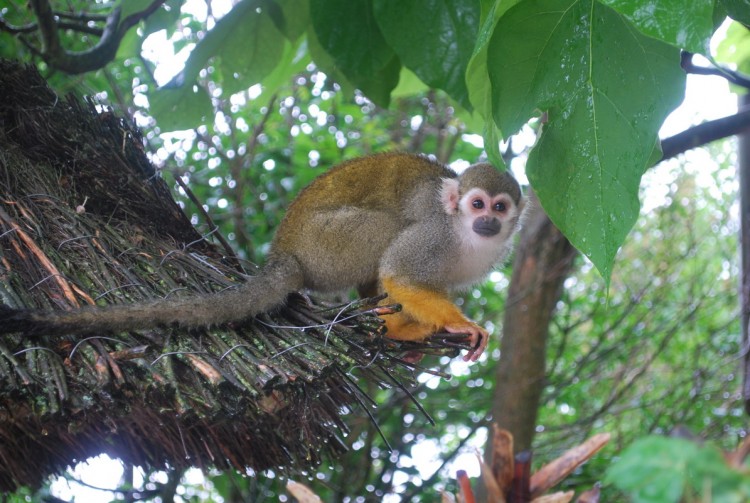 Fonds d'cran Animaux Singes Un petit singe