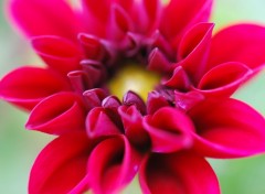 Fonds d'cran Nature Dahlia