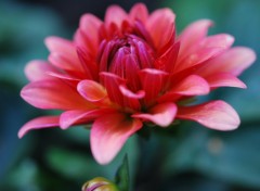 Fonds d'cran Nature Dahlia