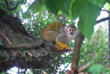 Fonds d'cran Animaux Un petit singe