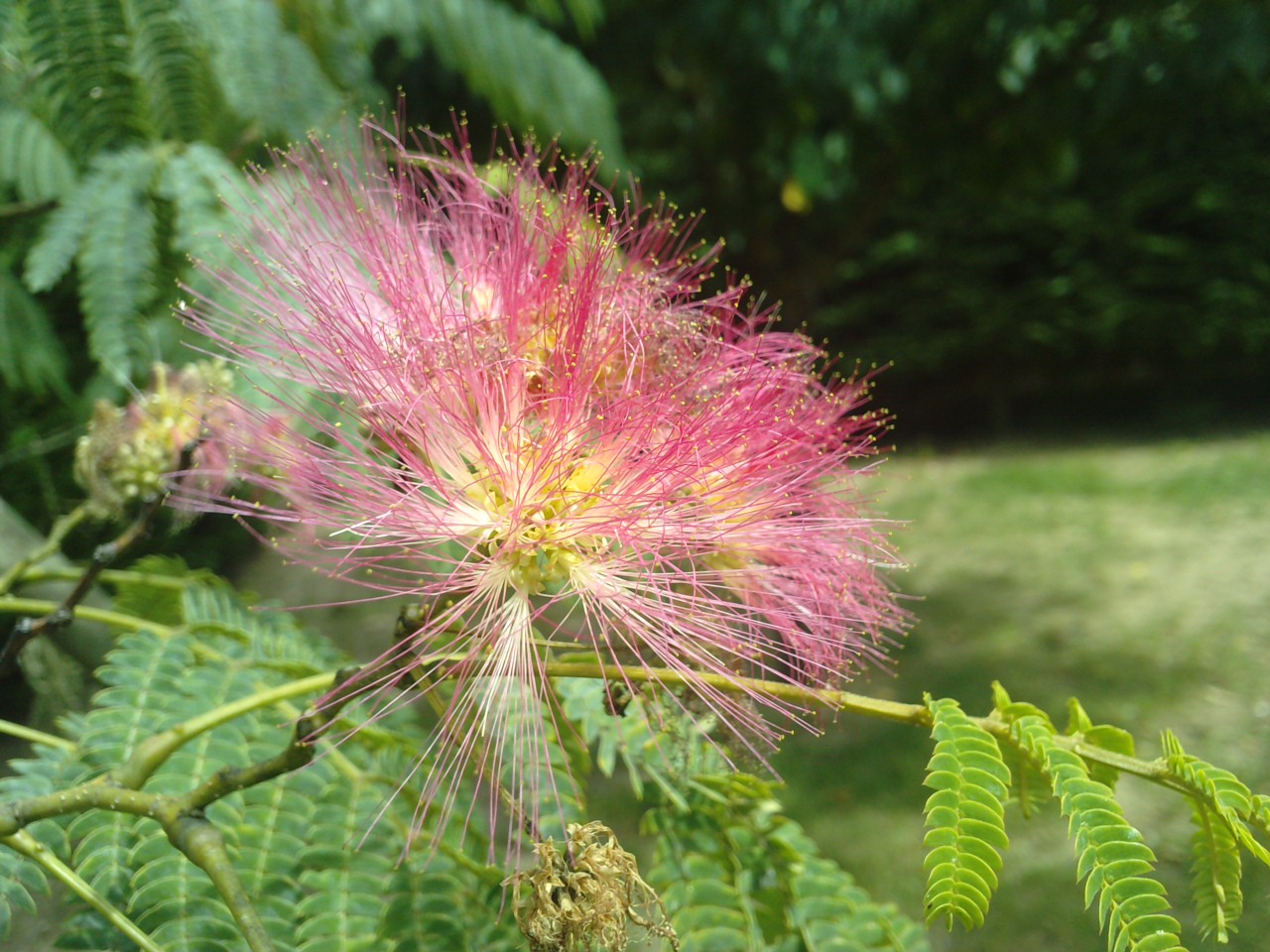 Fonds d'cran Nature Fleurs Fleur arbre a soie