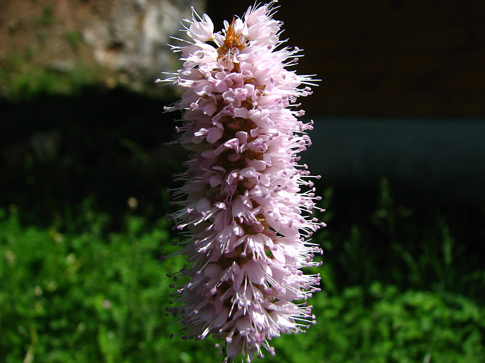 Fonds d'cran Nature Fleurs Renoue bistorte