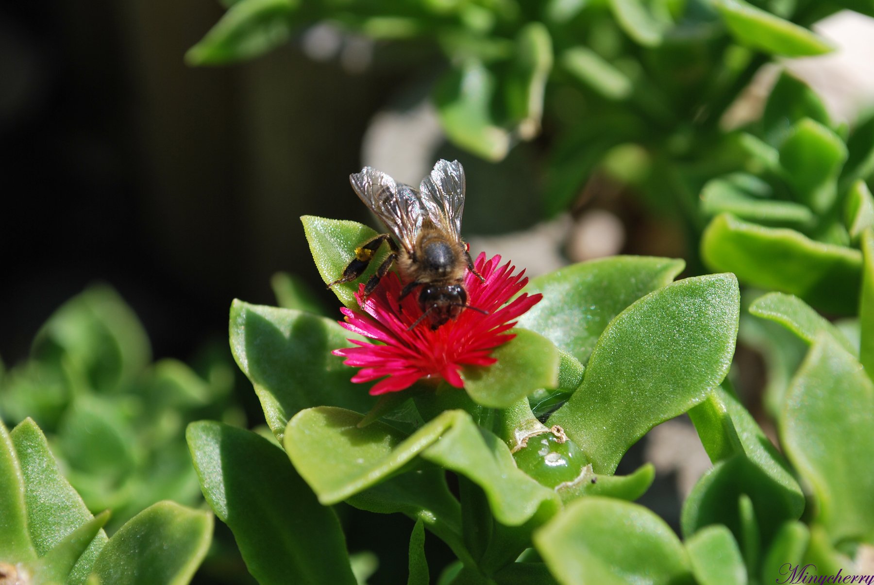 Fonds d'cran Animaux Insectes - Abeilles Gupes ... 2eme photo de la petite abeille...