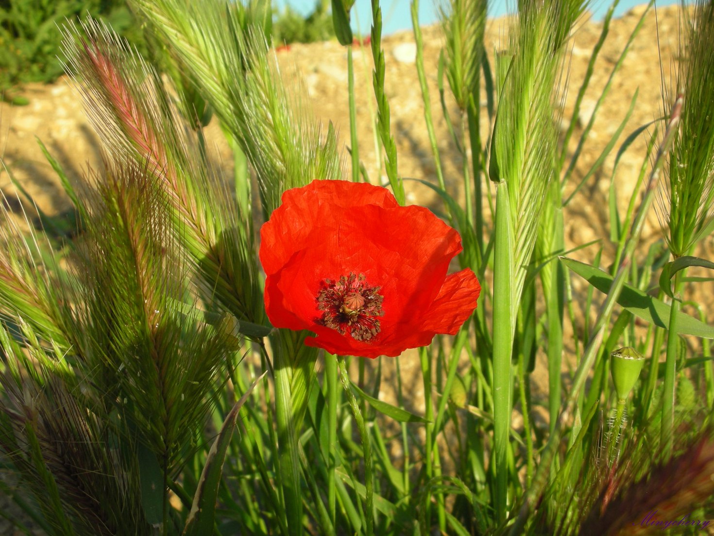 Fonds d'cran Nature Fleurs Coquelicot perdu dans un champ