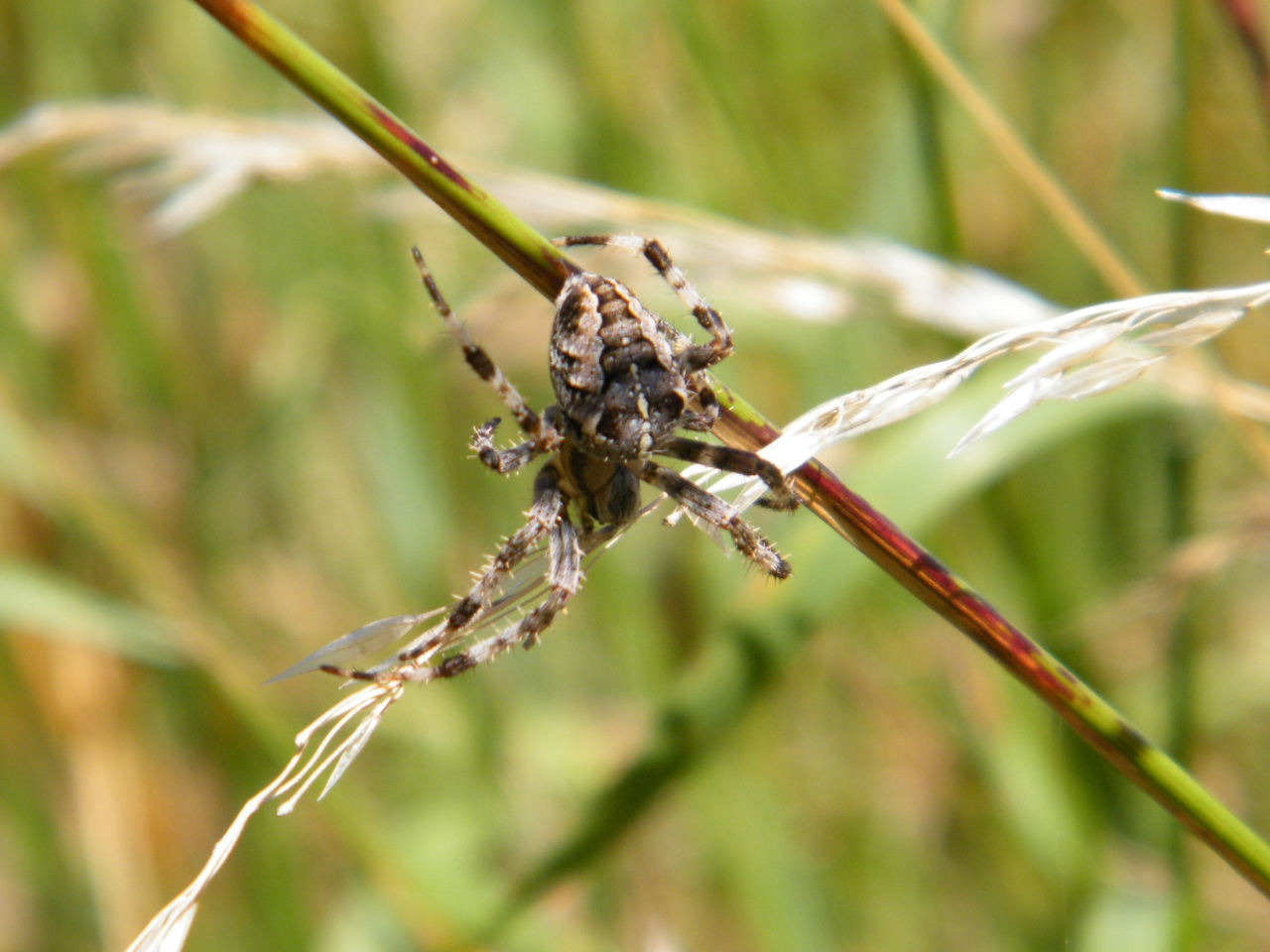 Fonds d'cran Animaux Araignes 