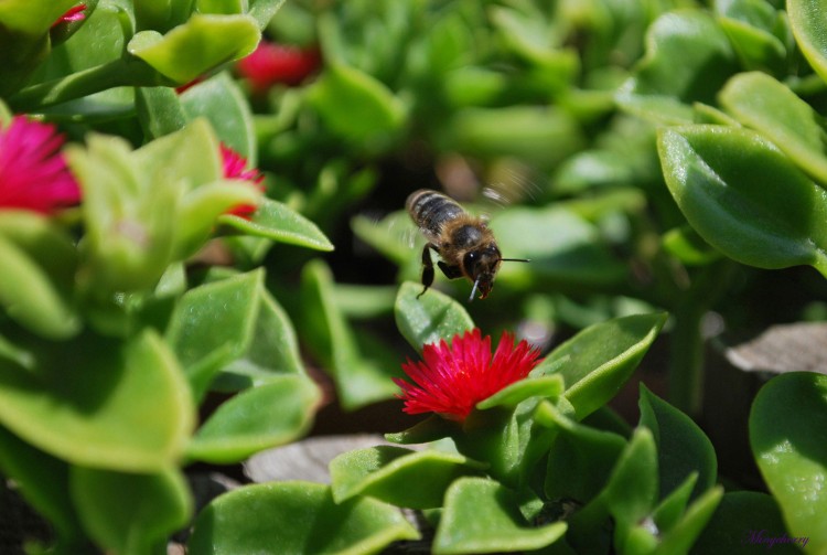 Wallpapers Animals Insects - Bees, Wasps Abeille dans le jardin