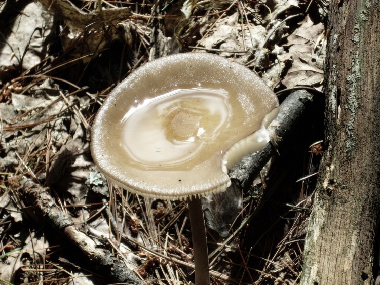 Fonds d'cran Nature Champignons Champignon