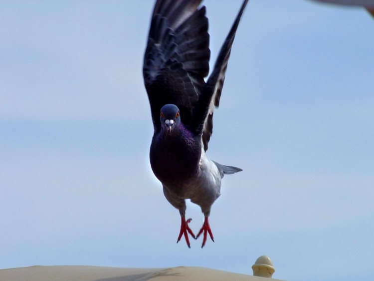 Wallpapers Animals Birds - Pigeons and Doves pigeon vole