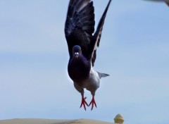 Wallpapers Animals pigeon vole