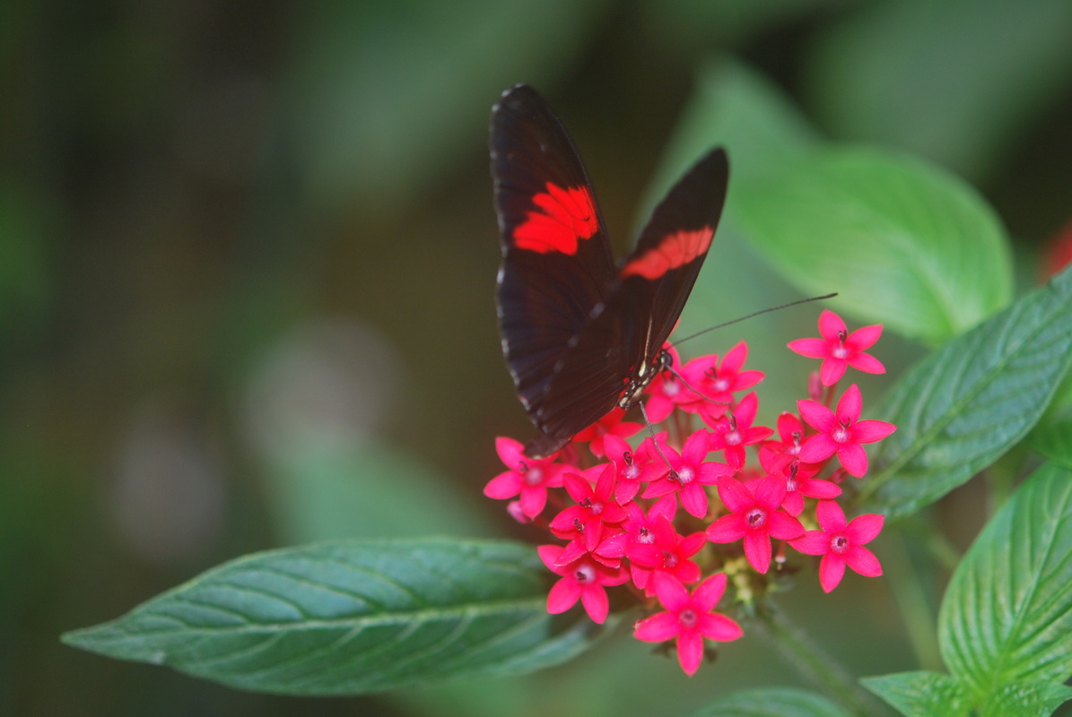 Wallpapers Animals Insects - Butterflies Papillon