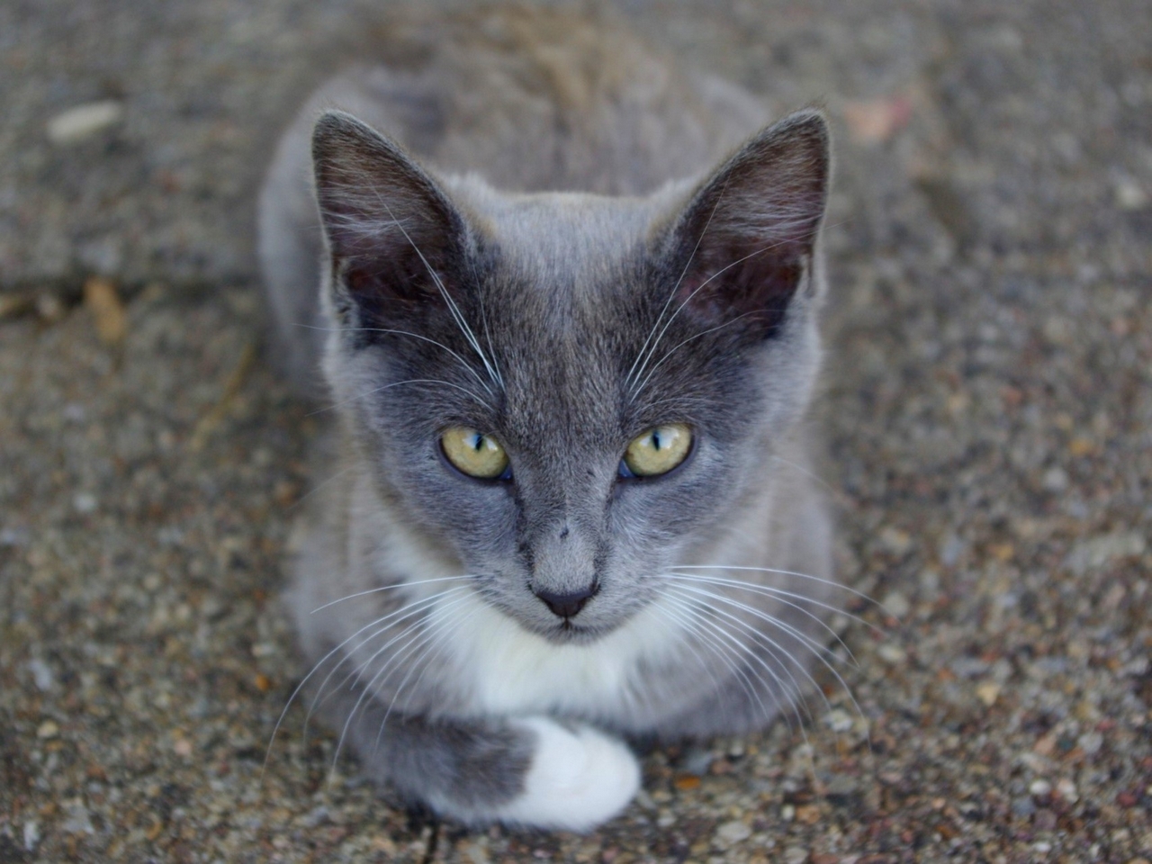 Fonds d'cran Animaux Chats - Chatons 