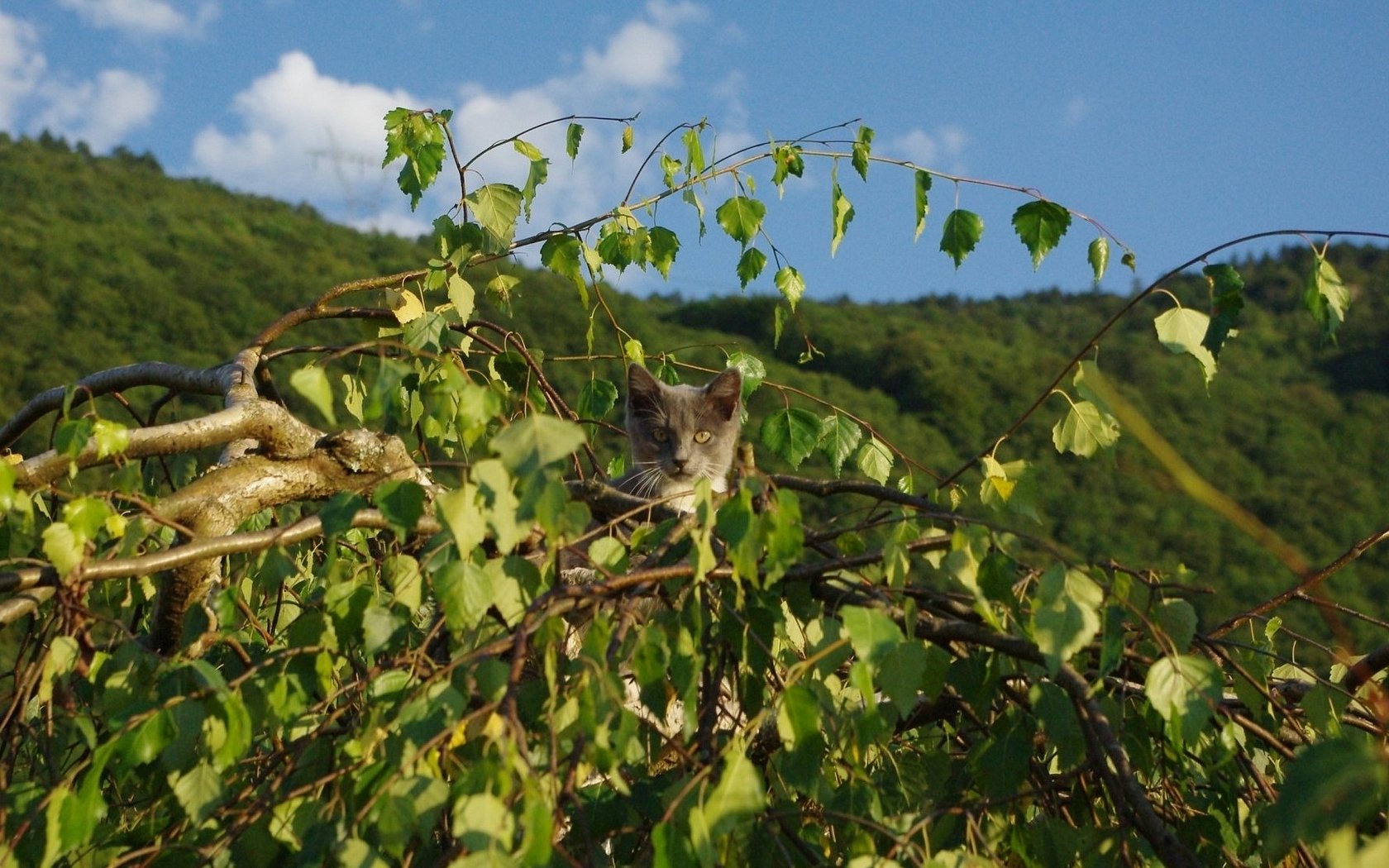 Fonds d'cran Animaux Chats - Chatons 