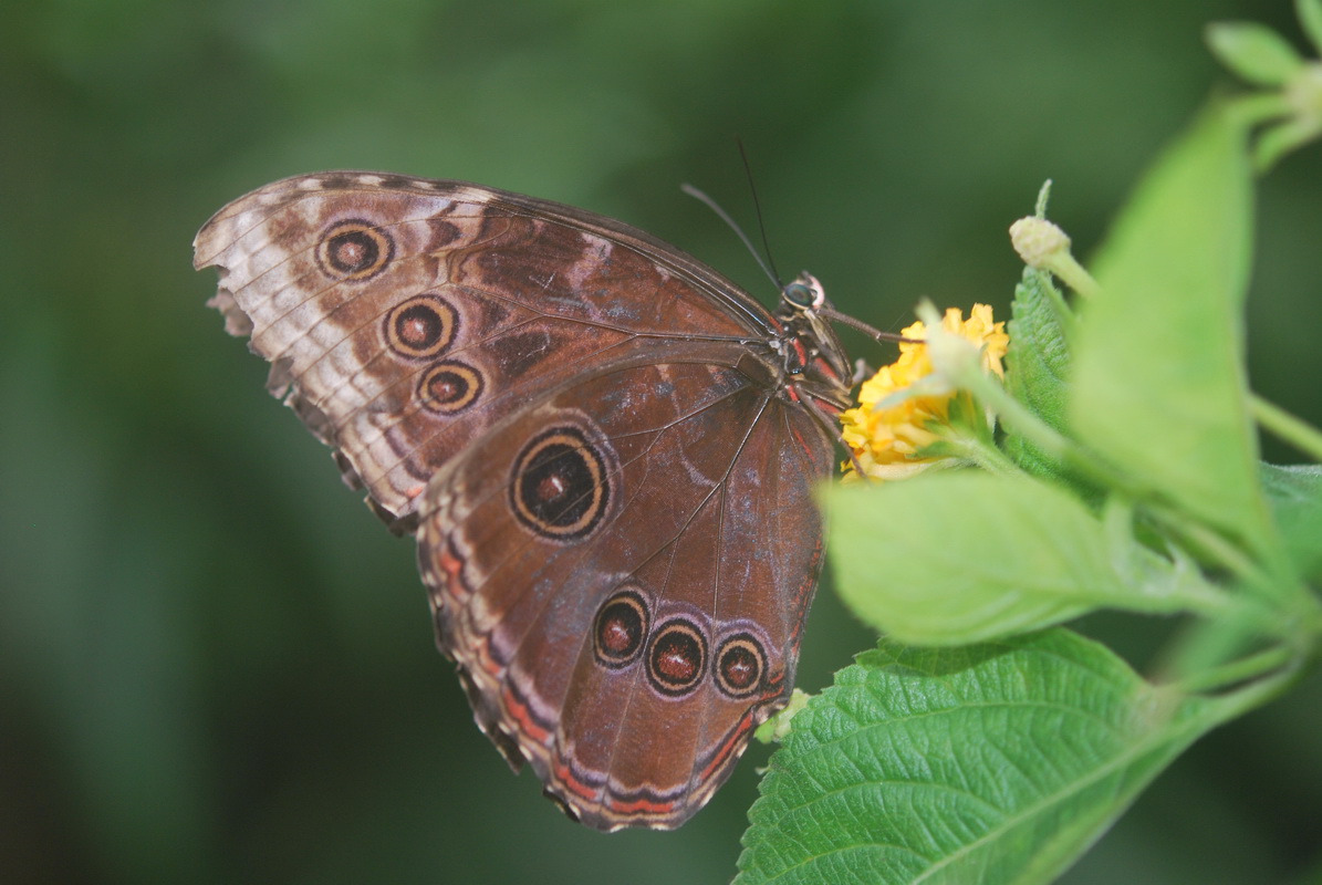 Wallpapers Animals Insects - Butterflies 