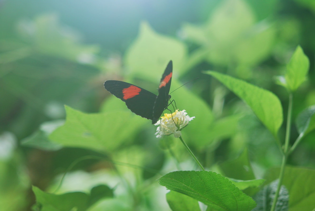 Fonds d'cran Animaux Insectes - Papillons 