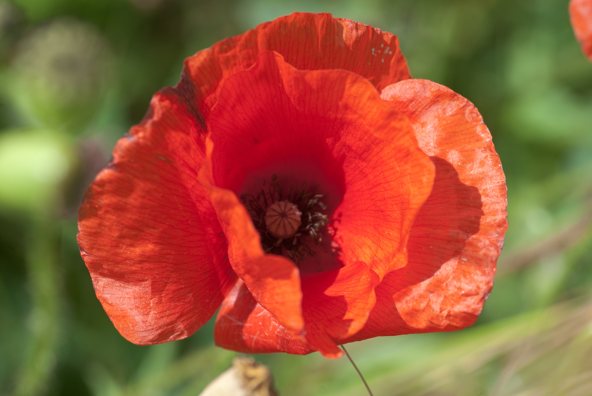 Wallpapers Nature Flowers coquelicot