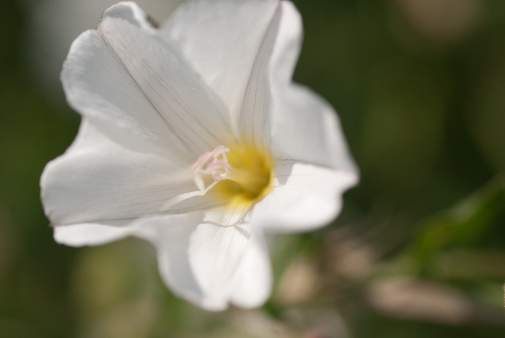 Wallpapers Nature Flowers fleur blanche