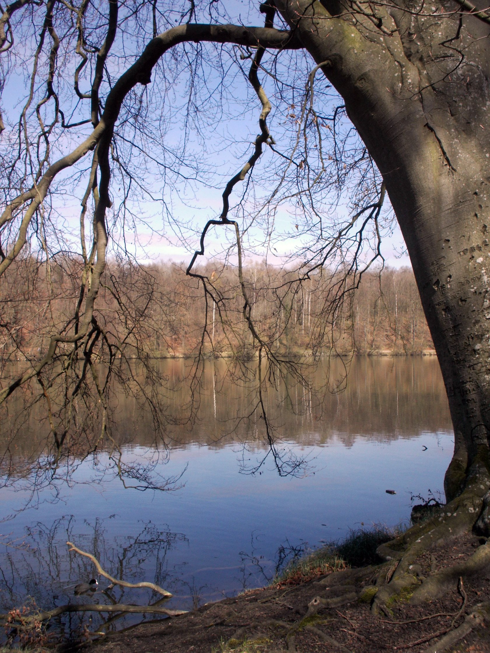 Wallpapers Nature Trees - Forests tang de comelles ( oise )