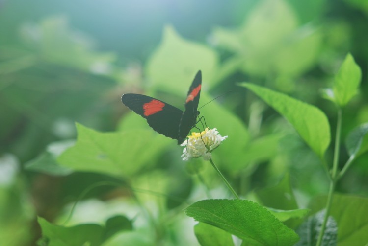 Fonds d'cran Animaux Insectes - Papillons Wallpaper N241362