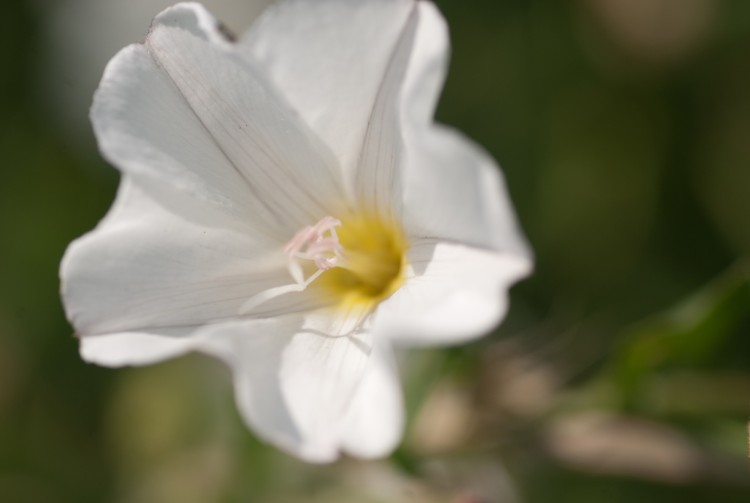 Wallpapers Nature Flowers fleur blanche