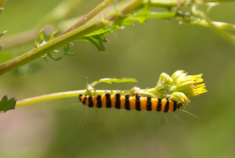 Fonds d'cran Animaux Insectes - Chenilles petite chenille deviendra joli papillon