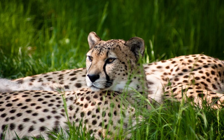 Wallpapers Animals Felines - Cheetahs Un repos mfiant...