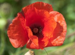 Wallpapers Nature coquelicot