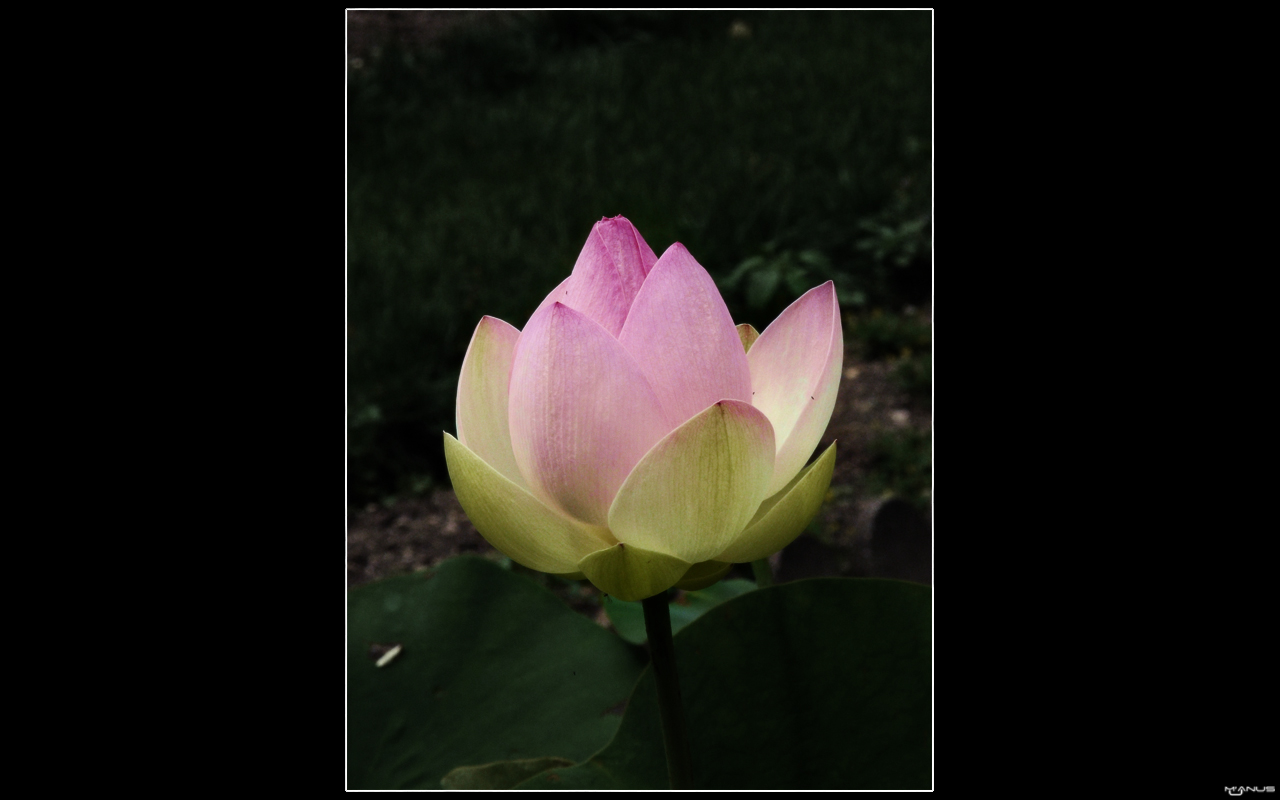 Fonds d'cran Nature Fleurs Lotus