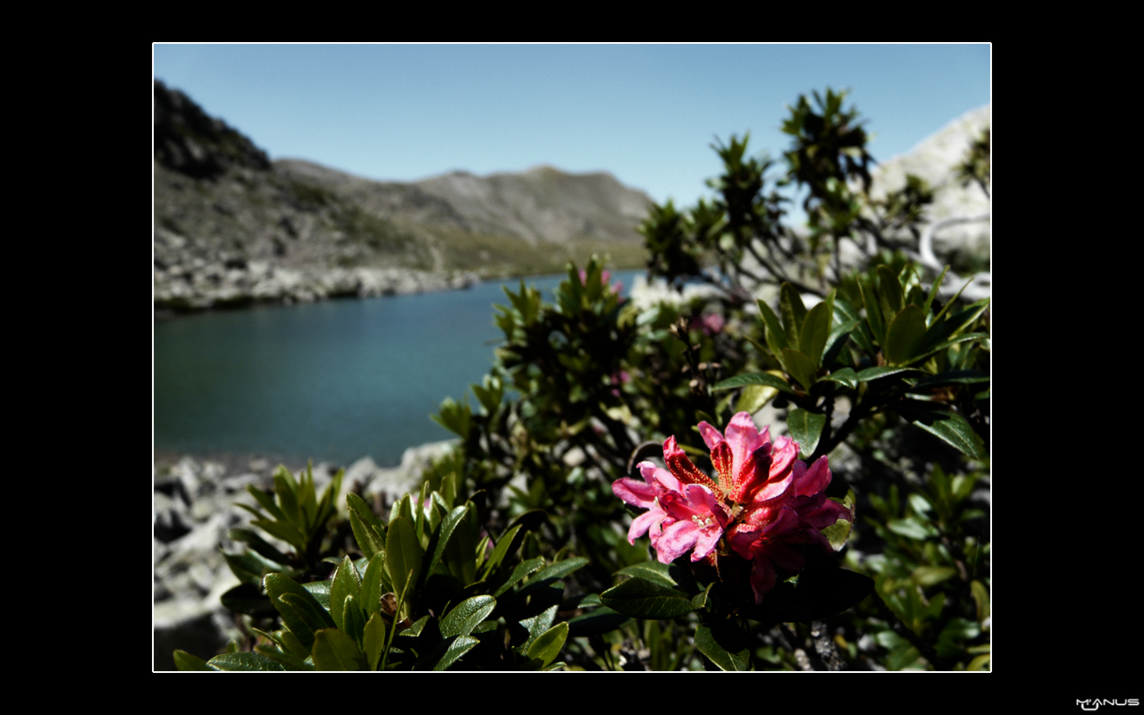 Wallpapers Nature Flowers Rhododendron