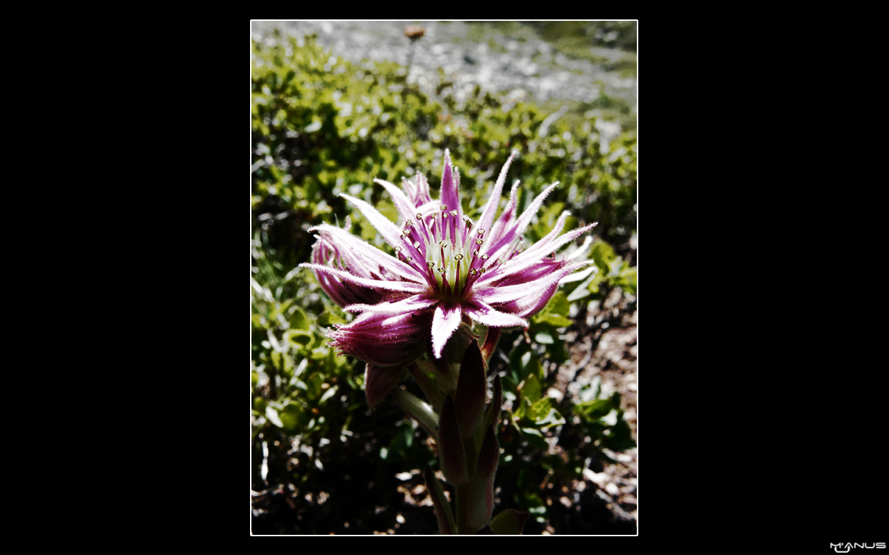 Wallpapers Nature Flowers Joubarbe