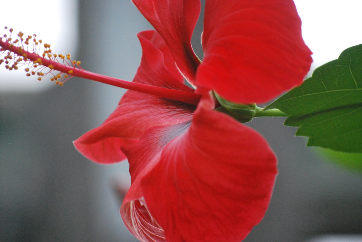 Fonds d'cran Nature Fleurs 