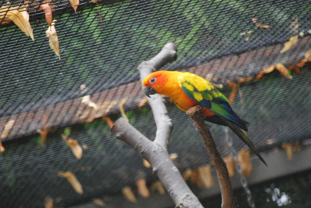 Wallpapers Animals Birds - Parrots 