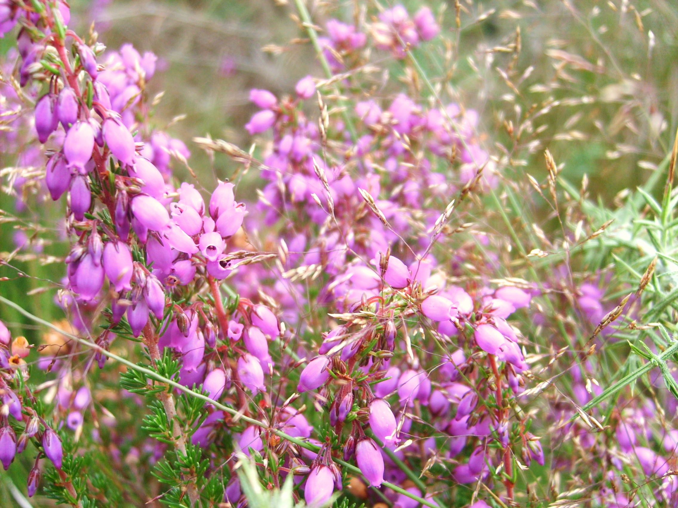 Wallpapers Nature Flowers bruyère