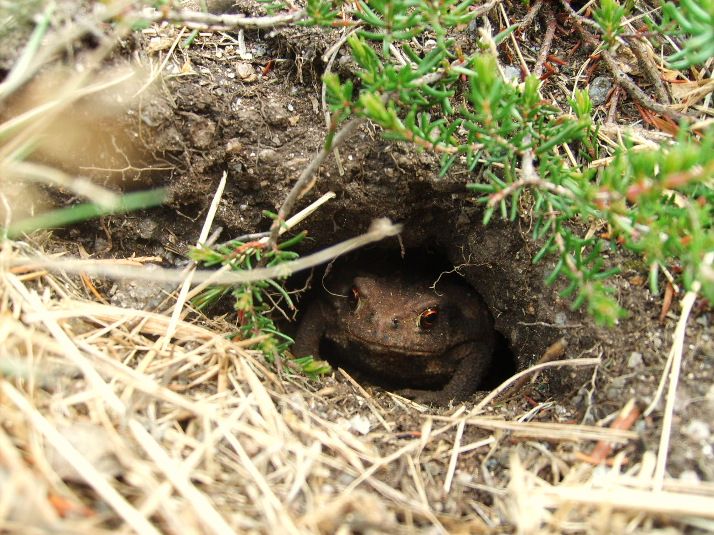 Fonds d'cran Animaux Grenouilles - Crapauds croooa !