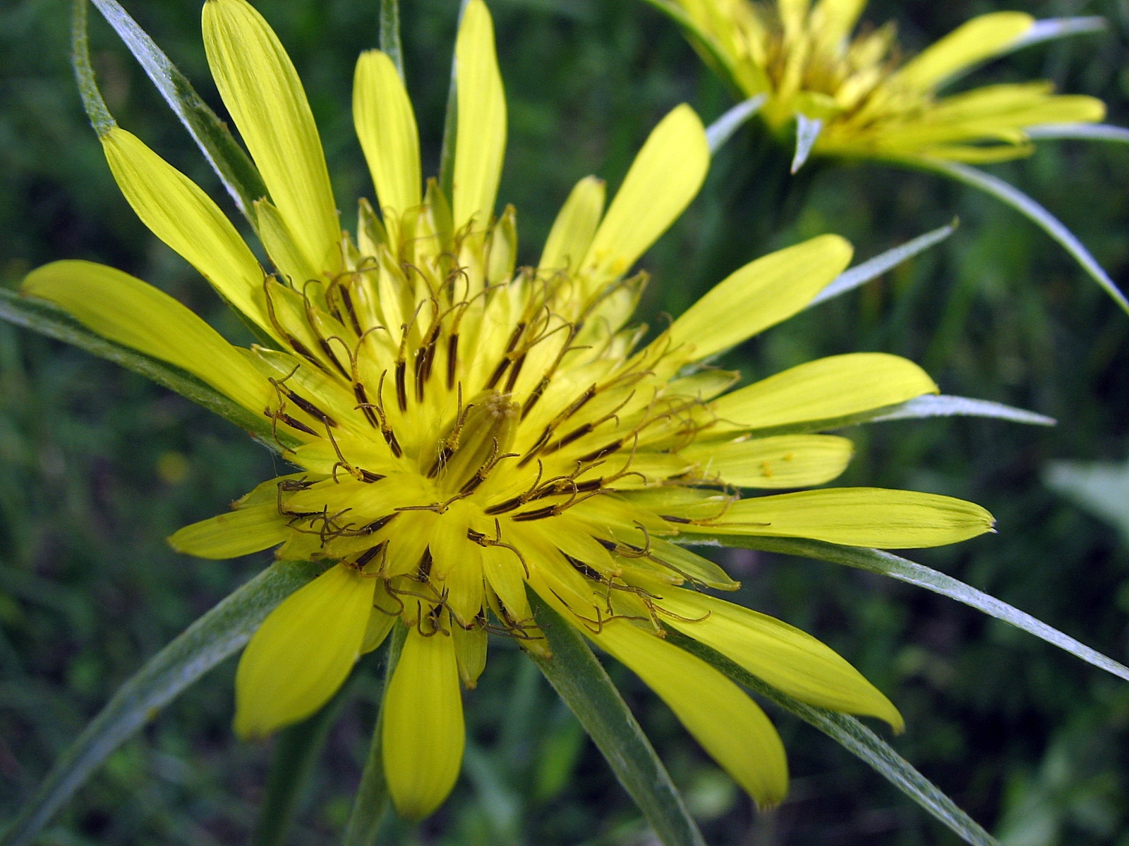 Fonds d'cran Nature Fleurs salsifis douteux