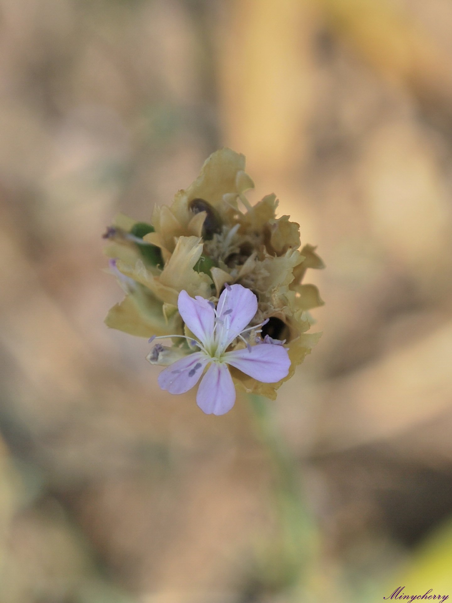 Fonds d'cran Nature Fleurs 