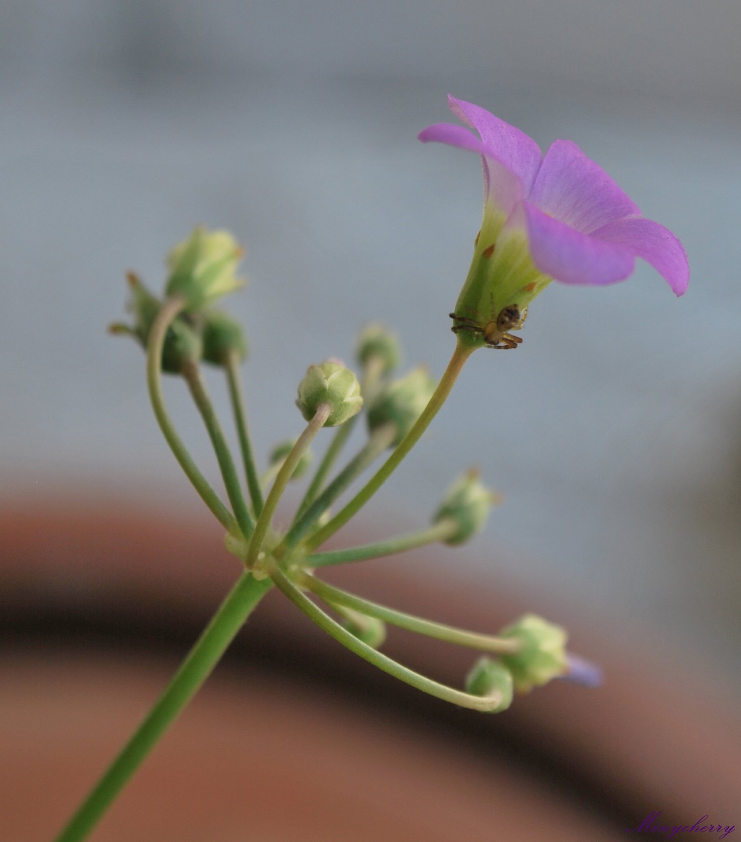 Fonds d'cran Animaux Araignes Petite araigne sur la fleur rose..