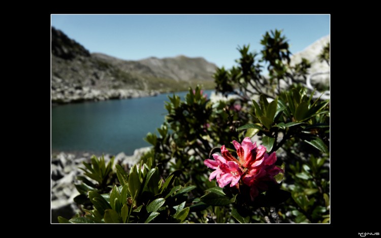 Fonds d'cran Nature Fleurs Rhododendron