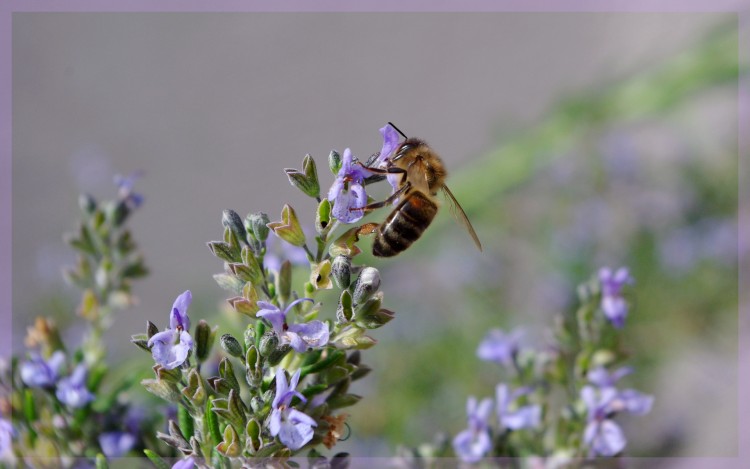 Fonds d'cran Animaux Insectes - Abeilles Gupes ... Wallpaper N241437